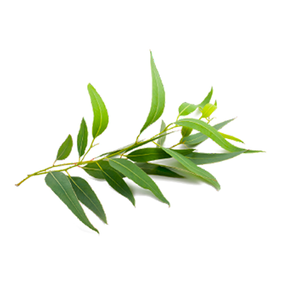 Olive_SPA_krem_akne_06